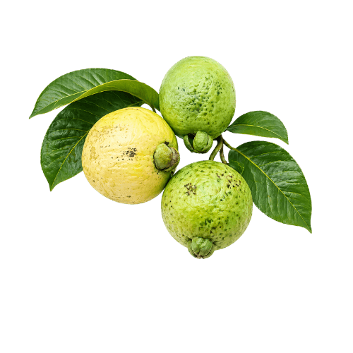 Psidium