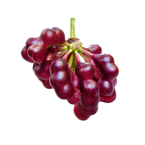 Cymbopetalum