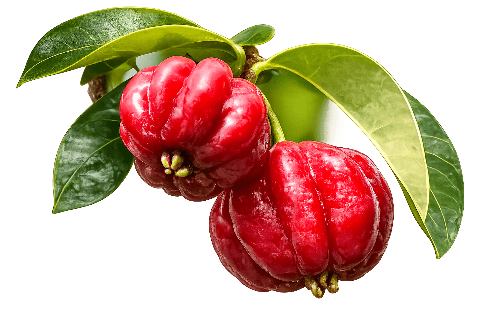 Pitanga - Eugenia uniflora