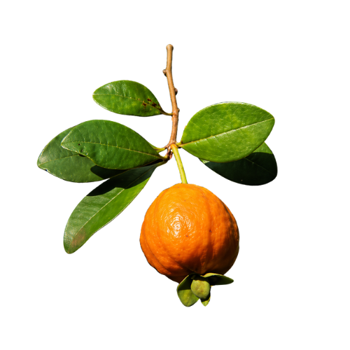 Eugenia macrobracteolata - Pitanga Juba
