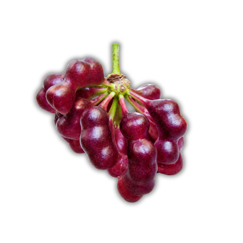 Cymbopetalum brasiliensis