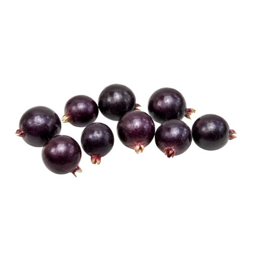 Psidium sp Aporá