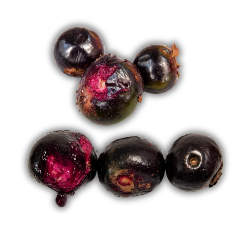 Eugenia sp Ametista