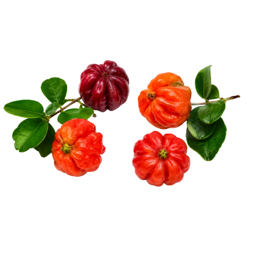 Eugenia uniflora var. Teneriffa
