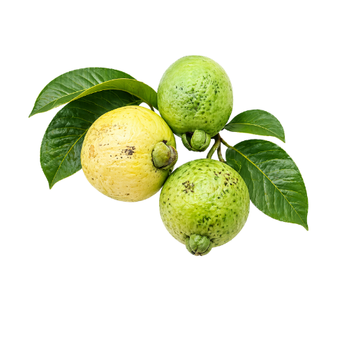 Psidium friedrichsthalianum