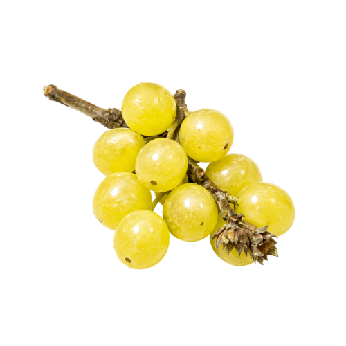 White Nanjing Cherry (Prunus tomentosa)