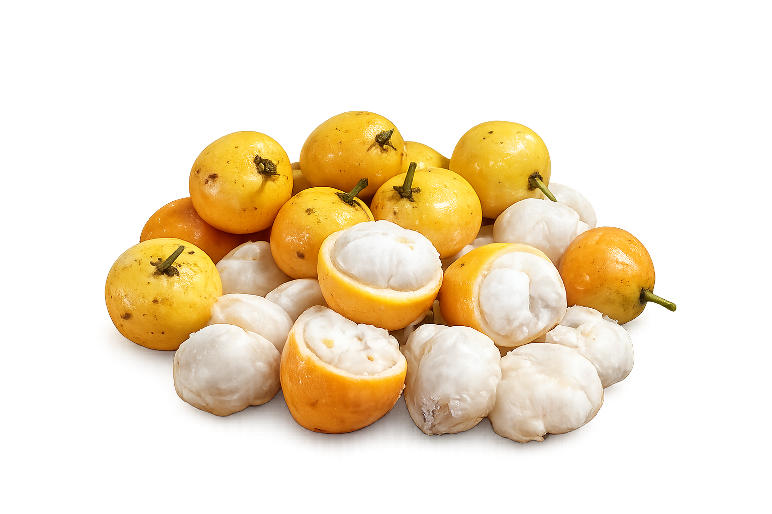Garcinia sp Amazonas Nova
